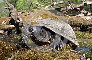 european pond terrapin, emys orbicularis