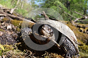 european pond terrapin, emys orbicularis