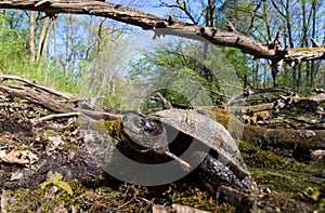 european pond terrapin, emys orbicularis