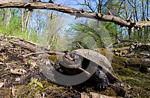 european pond terrapin, emys orbicularis