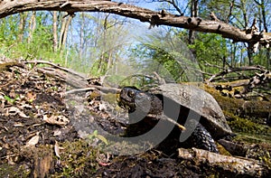 european pond terrapin, emys orbicularis