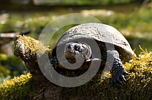 european pond terrapin, emys orbicularis