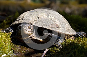 european pond terrapin, emys orbicularis