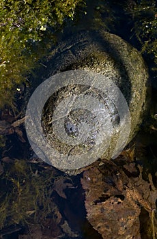 european pond terrapin, emys orbicularis