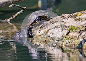 european pond terrapin emys orbicularis