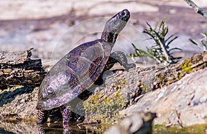 European pond terrapin emys orbicularis