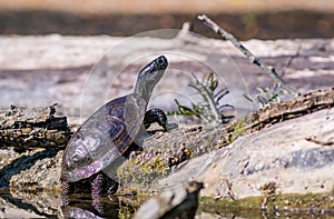 European pond terrapin emys orbicularis