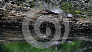 European pond terrapin emys orbicularis