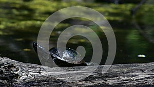 European pond terrapin emys orbicularis