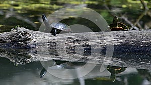 European pond terrapin emys orbicularis