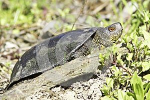 European pond terrapin / Emys orbicularis