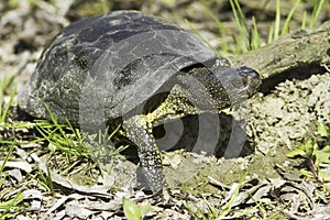 European pond terrapin / Emys orbicularis