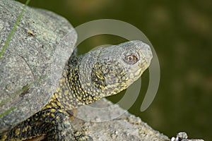 European Pond Terrapin - Emys orbicularis