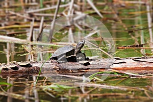 European pond terrapin, Emys orbicularis, adult freshwater turtle, rest on a fallen tree log in direct sunshine