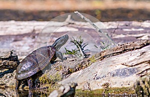 european pond terrapin emys orbicularis