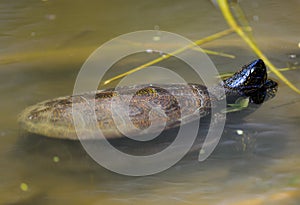 european pond terrapin, emys orbicularis, mating