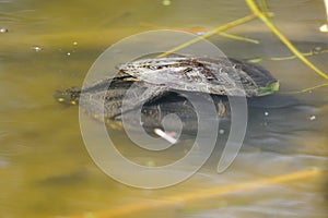 european pond terrapin, emys orbicularis, mating