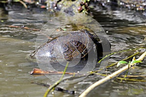 european pond terrapin, emys orbicularis, mating