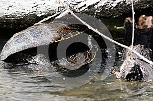 european pond terrapin, emys orbicularis, mating