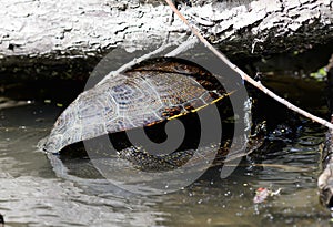 european pond terrapin, emys orbicularis, mating