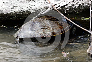 european pond terrapin, emys orbicularis, mating