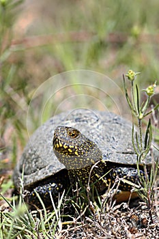 European pond terrapin in natural habitat