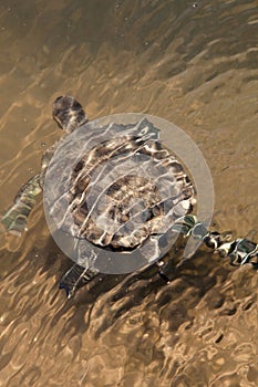 European Pond Terrapin Turtle