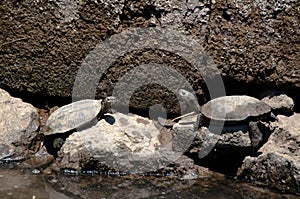 European Pond Terrapin Turtles