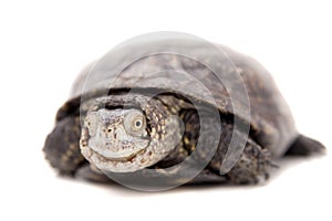 European pond terrapin on white