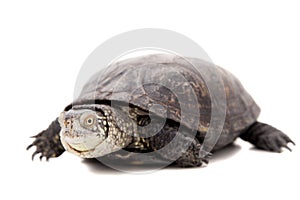 European pond terrapin on white