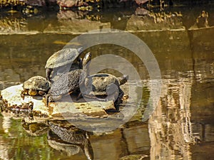 The European pond turtle