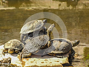 The European pond turtle