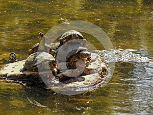 The European pond turtle