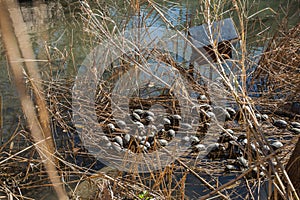 European pond turtle