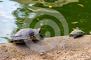 European pond turtle