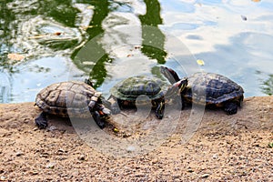 European pond turtle