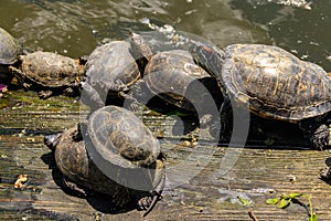 European pond turtle