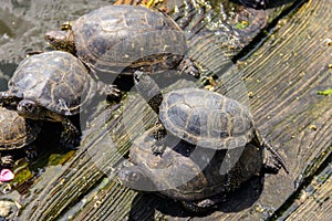 European pond turtle