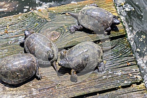 European pond turtle