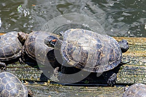 European pond turtle