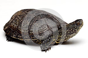 European pond turtle