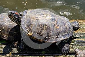 European pond turtle