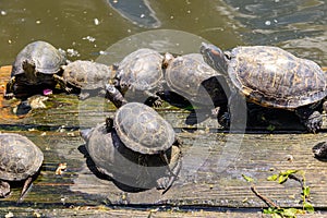 European pond turtle