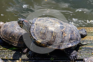 European pond turtle