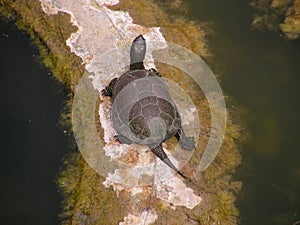 European Pond Turtle