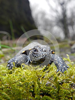 European pond turtle