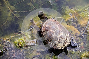 European pond turtle Emys orbicularis