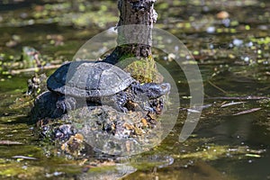 European pond turtle Emys orbicularis