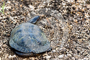 European pond turtle or Emys orbicularis