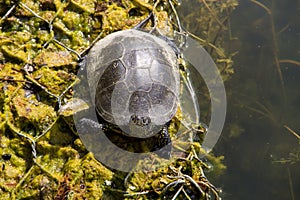 European pond turtle Emys orbicularis